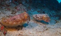 Coral Sub TÃ©nÃ©rife site de plongÃ©eMontana Amarilla